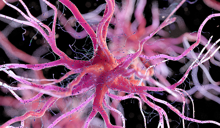 Menschliche Nervenzellen